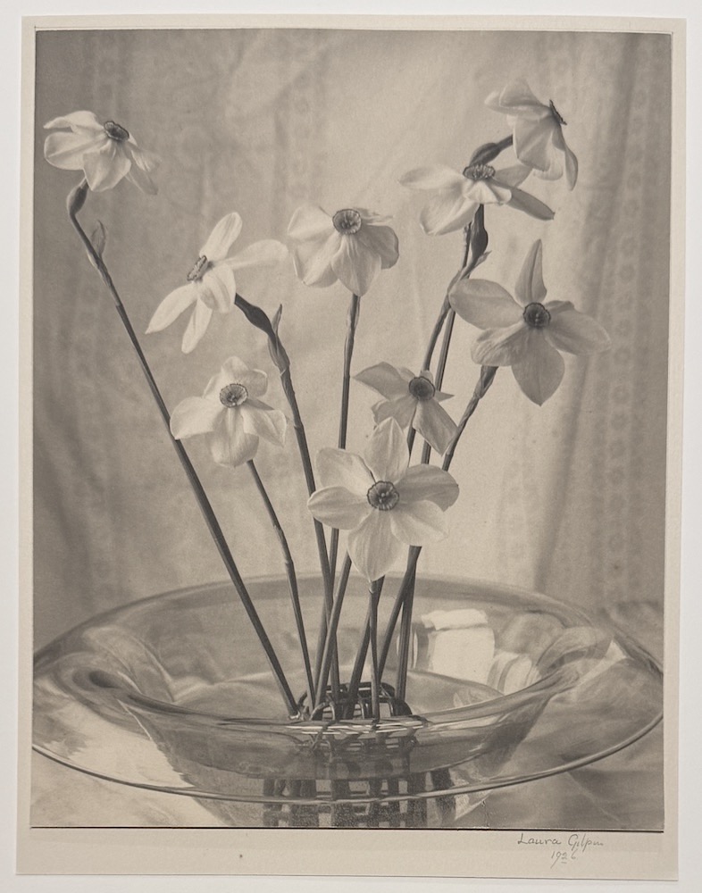 Narcissus