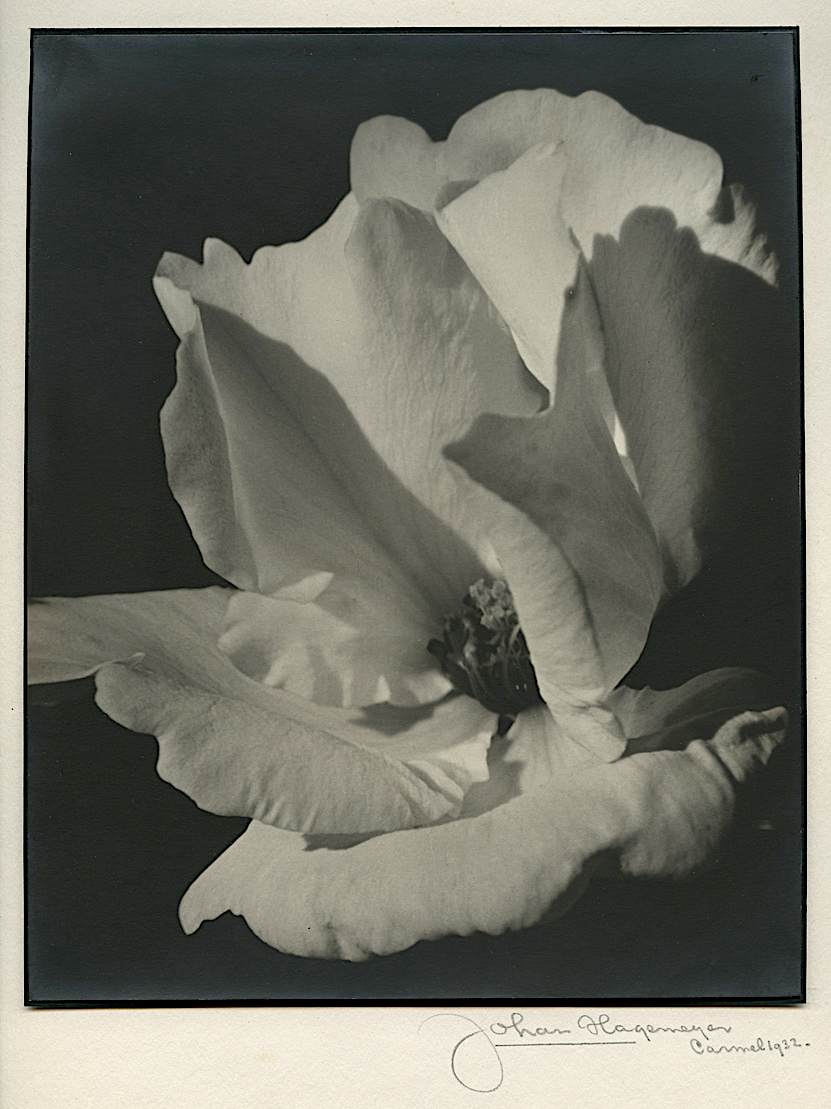 Rose, Carmel