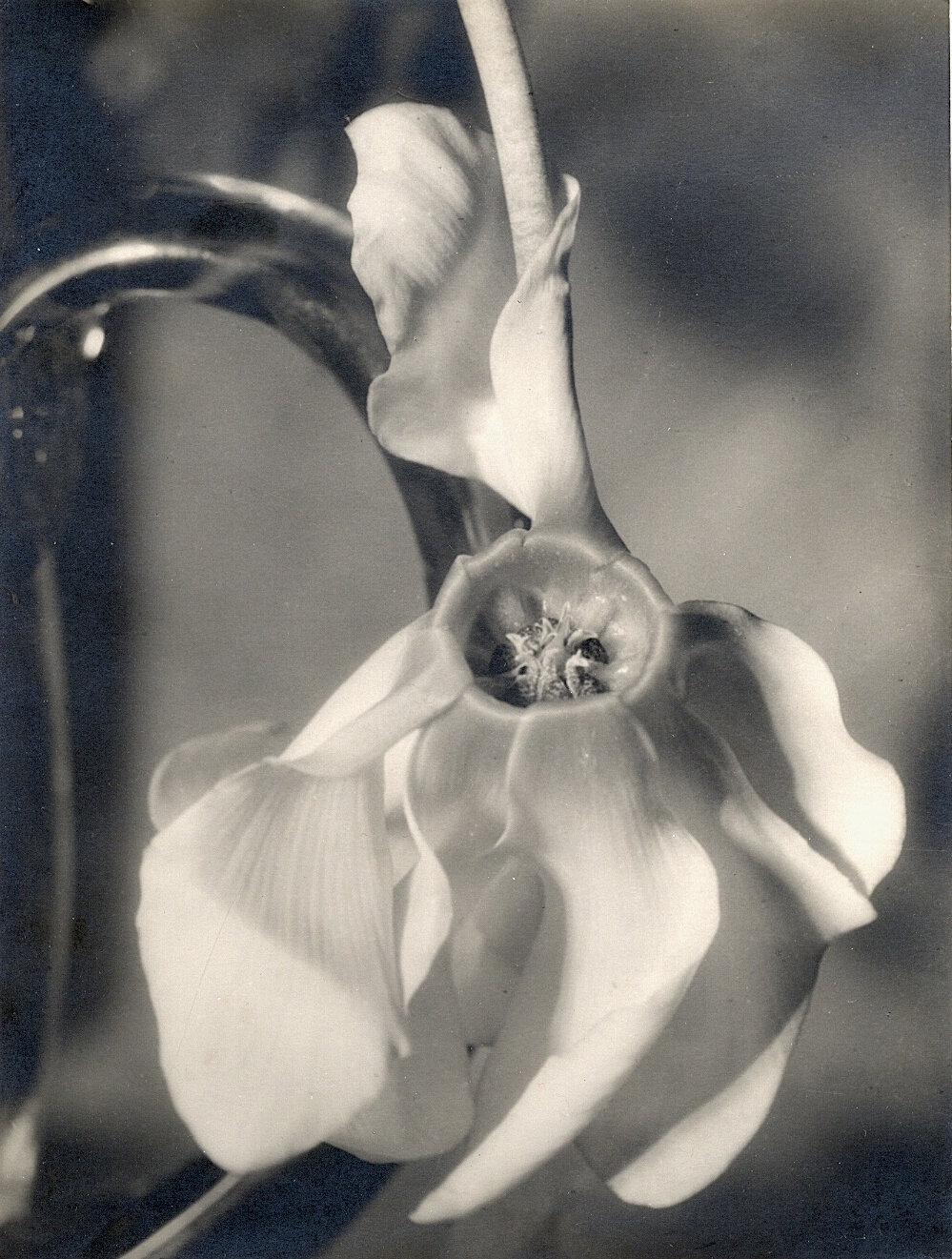 Cyclamen